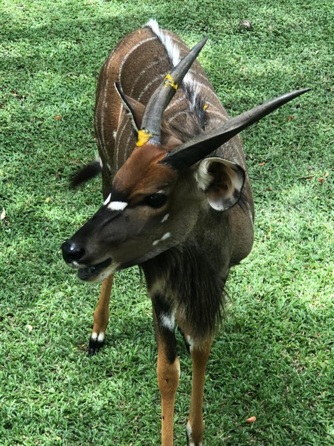 Hotel Jock Of The Bushveld à Barberton Extérieur photo
